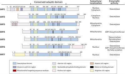 SIRT6 in Senescence and Aging-Related Cardiovascular Diseases